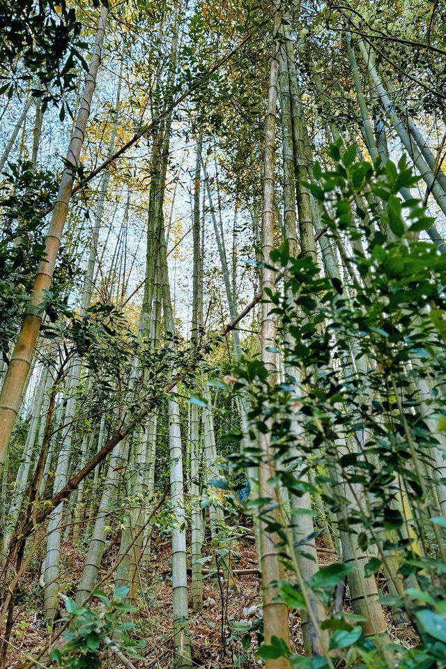 江浙滬徒步  一幅優美嘅富春山居圖