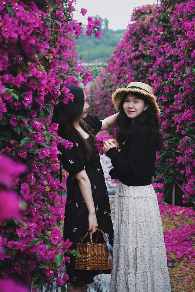 闖入現實版莫奈花園｜昆明周邊宜良三角梅瀑布