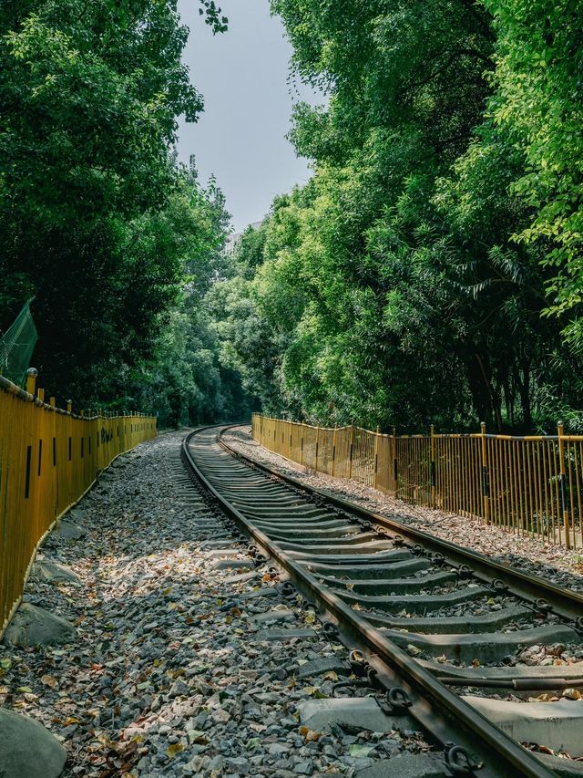 開往夏日森林秘境的列車｜武漢馬鸚路萬家巷