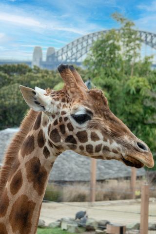 귀여움 폭발! 시드니에서 동물들과 스킨십하기