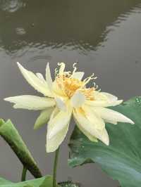 雨中漫遊圓明園，邂逅合歡花與荷花的詩意