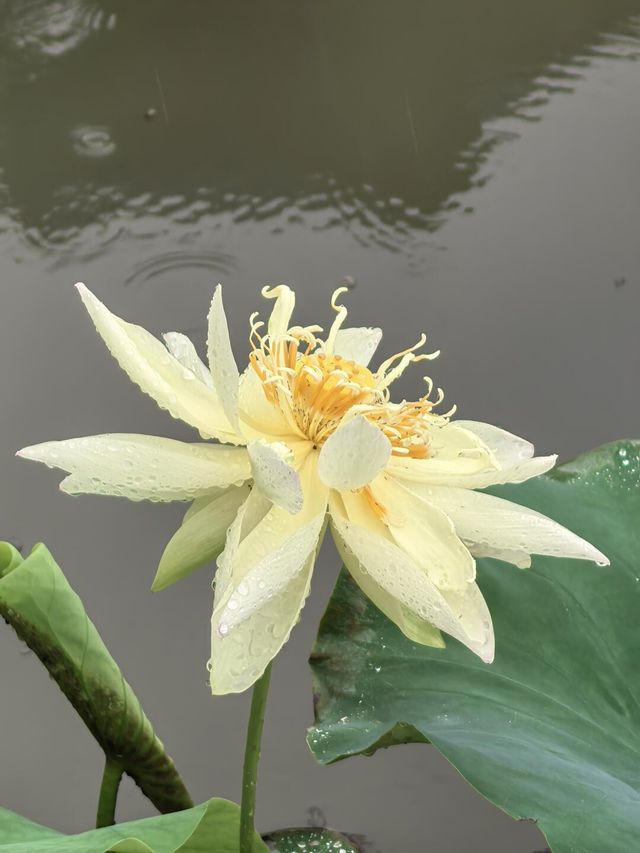 雨中漫遊圓明園，邂逅合歡花與荷花的詩意