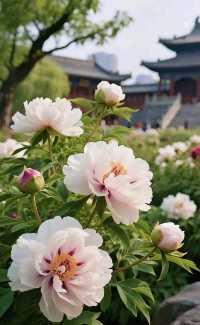 花開時節動京城|洛陽牡丹花