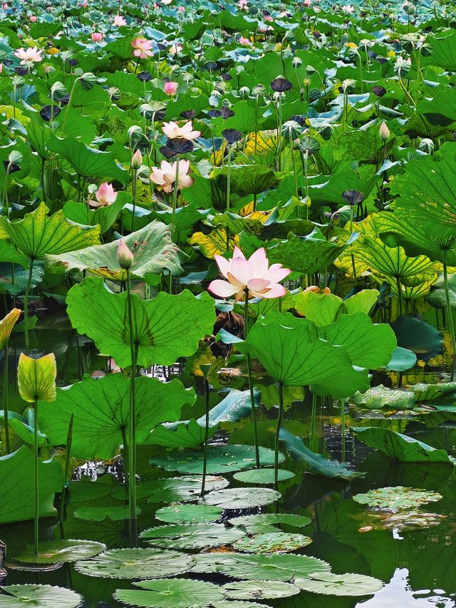 6.28大夫山荷花實況任我醉倒在🪷池邊