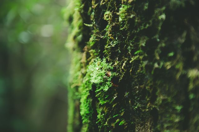 塔斯馬尼亞：八種喚醒身心的自然奇遇