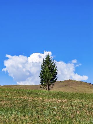 Resorts Around Ulaanbaatar｜This Forest Steppe is as Beautiful as a Fairy Tale!