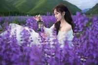 白裙與紫浪，薰衣草田裡的夏日情書