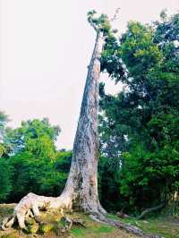 Ta Keo Temple: The Unfinished Masterpiece of Angkor
