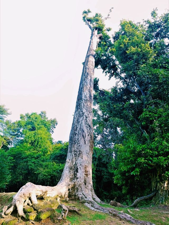Ta Keo Temple: The Unfinished Masterpiece of Angkor