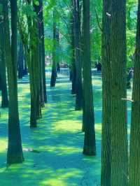 Shades of Matcha in Hangzhou 🍵 🪴 