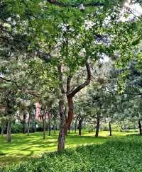 北京被低估的免費公園｜不去後悔系列