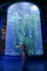 海底樂園必打卡親子最愛夢幻海洋館攻略