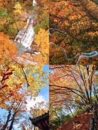 光霧山紅葉瘋了！這680平方公里的秋景美到爆
