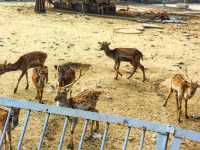濟南動物園新晉頂流！2個月的小象寶寶必看，治癒一切不開心！