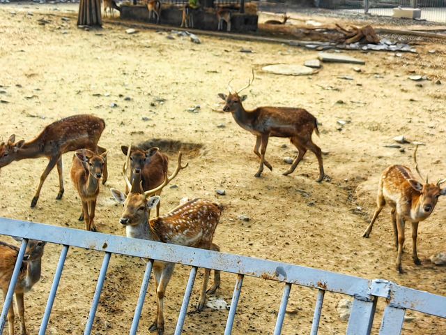 濟南動物園新晉頂流！2個月的小象寶寶必看，治癒一切不開心！