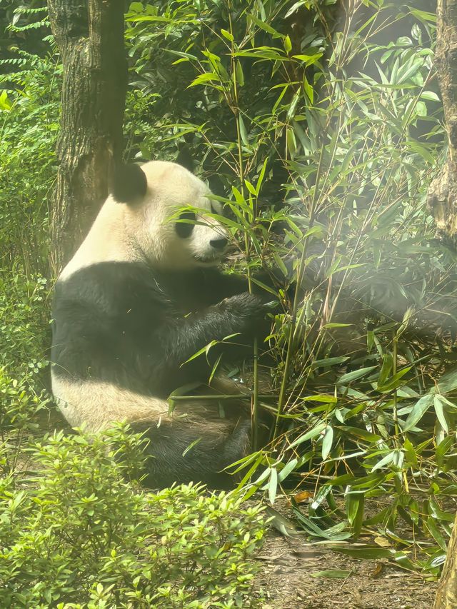 成都賞熊貓最佳路線