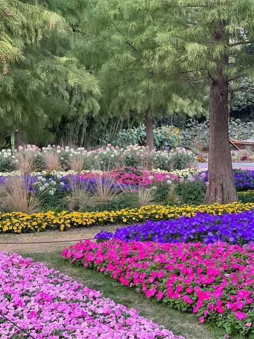 魔都寶藏植物園！櫻花季拍照美到犯規