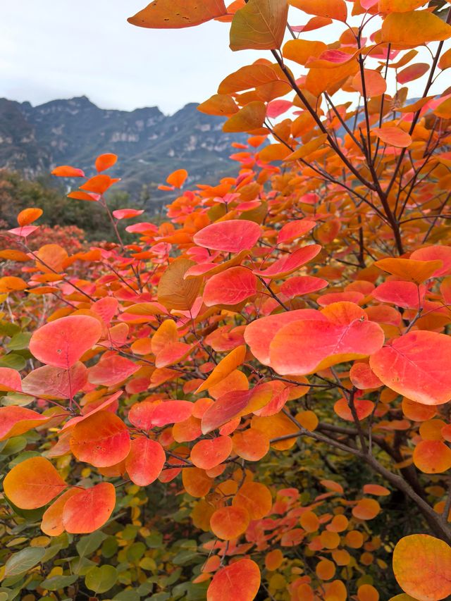 坡峰嶺的紅葉真的很美