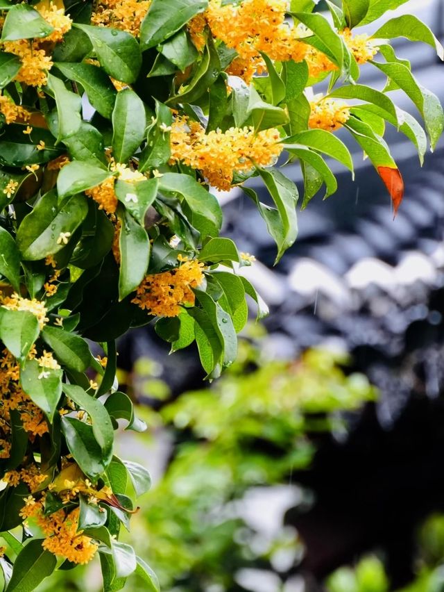 蘇州西山島桂花盛放|一整季的甜香,終於漫滿太湖岸 蘇州西山島桂花盛放|一整季的甜香,終於漫滿太湖岸