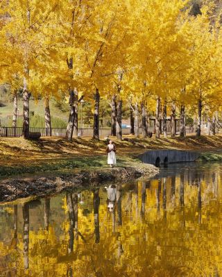 The Most Beautiful Ginkgo Secret Spot in Korea: Wenguang Reservoir's Autumn Fairy Tale