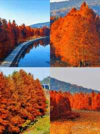 蘇州有自己的阿勒泰