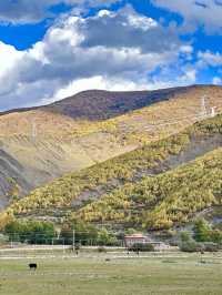 10月川西，赴一場光與金黃的約會