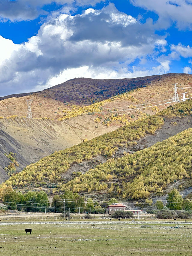 10月川西，赴一場光與金黃的約會