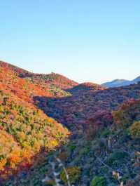 北京的香山紅葉紅了