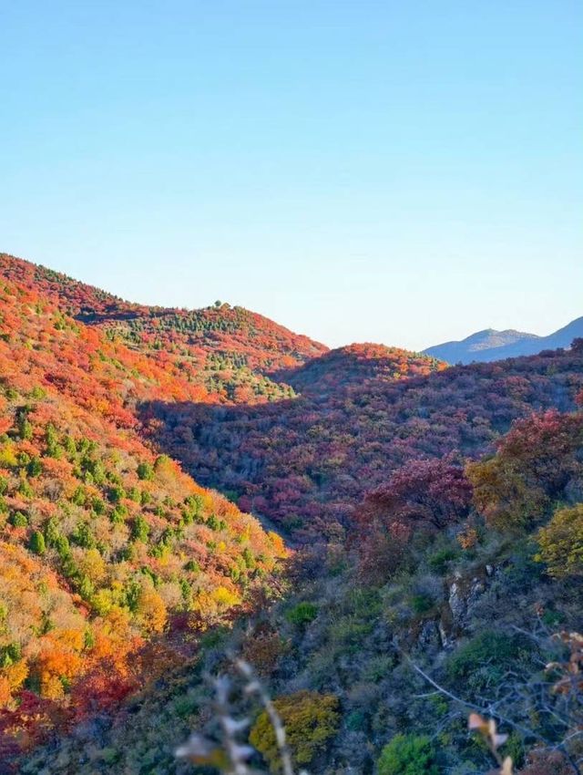 北京的香山紅葉紅了
