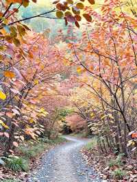 免費紅葉秘境指南