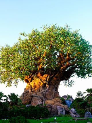 The whole world calls it Disneyland, but only Orlando is Disney World—Walt Disney World Orlando