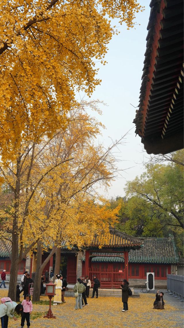 本週北京賞秋的尾巴，倒數計時！還有10處選擇