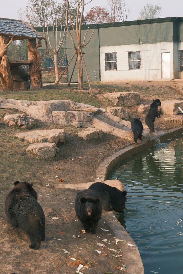 宿遷森迪自駕封神!開著車闖進動物狂歡局 宿遷森迪自駕封神!開著車闖進動物狂歡局