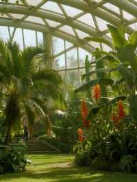 武漢植物園親子一日遊莫奈油畫般的遛娃地