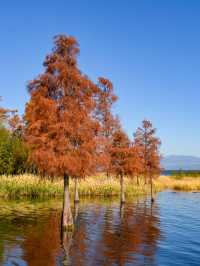 11月的大理，是打翻了的調色盤啊！附超全攻略