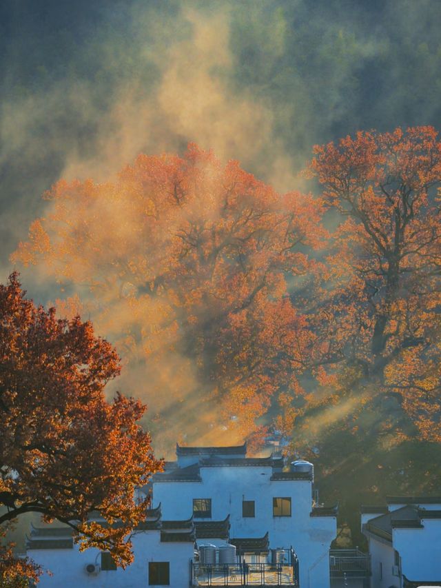 紅楓配炊煙！石城的秋冬晨霧，小眾古村的限定畫卷太絕了