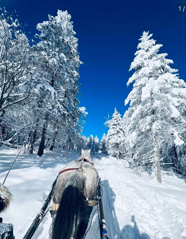 長白山北坡秘境！滑完直接躺進火山溫泉，預算5k拿下4天3晚！