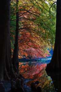 一腳跌進燕雀湖油畫森林