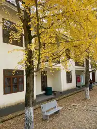 一葉知秋廣東省內只有這裡的銀杏蕞美