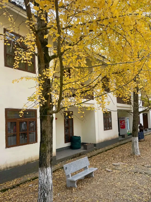 一葉知秋廣東省內只有這裡的銀杏蕞美