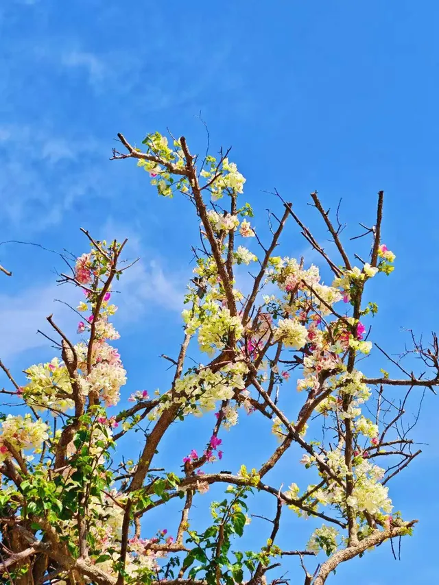 南灣花鎮，一定要來！！！