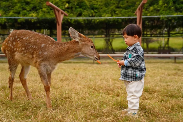 2h直達上海周邊遛娃聖地南通野生動物