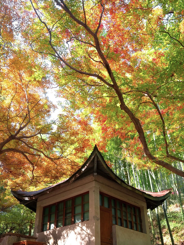 莫干山賞楓攻略不早起錯過整個秋天! 莫干山賞楓攻略不早起錯過整個秋天!