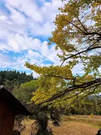 替大家去南雄踩點,銀杏青黃不接過幾天再去
