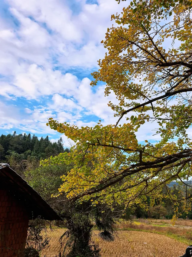 替大家去南雄踩點,銀杏青黃不接過幾天再去 替大家去南雄踩點,銀杏青黃不接過幾天再去