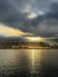 瀘沽湖蘆葦季｜海鷗live，晨霧漫湖