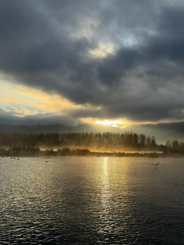 瀘沽湖蘆葦季｜海鷗live，晨霧漫湖