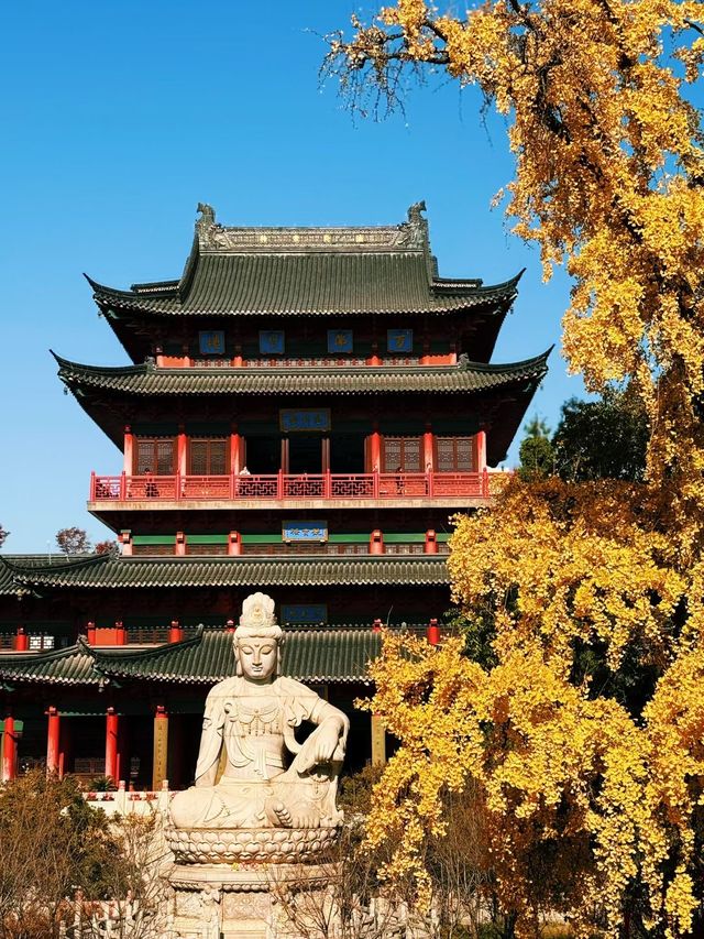 深秋南京,秒變被銀杏包圍的金陵 深秋南京,秒變被銀杏包圍的金陵