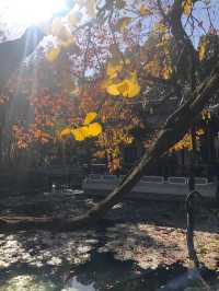 魔都賞秋必去園林