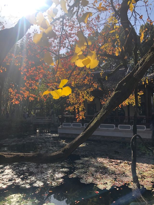 魔都賞秋必去園林
